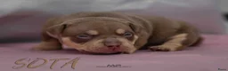 Amerikaanse Bully honden te koop: American Bully pocket pups verwacht geteste ouders - Advertentie 23