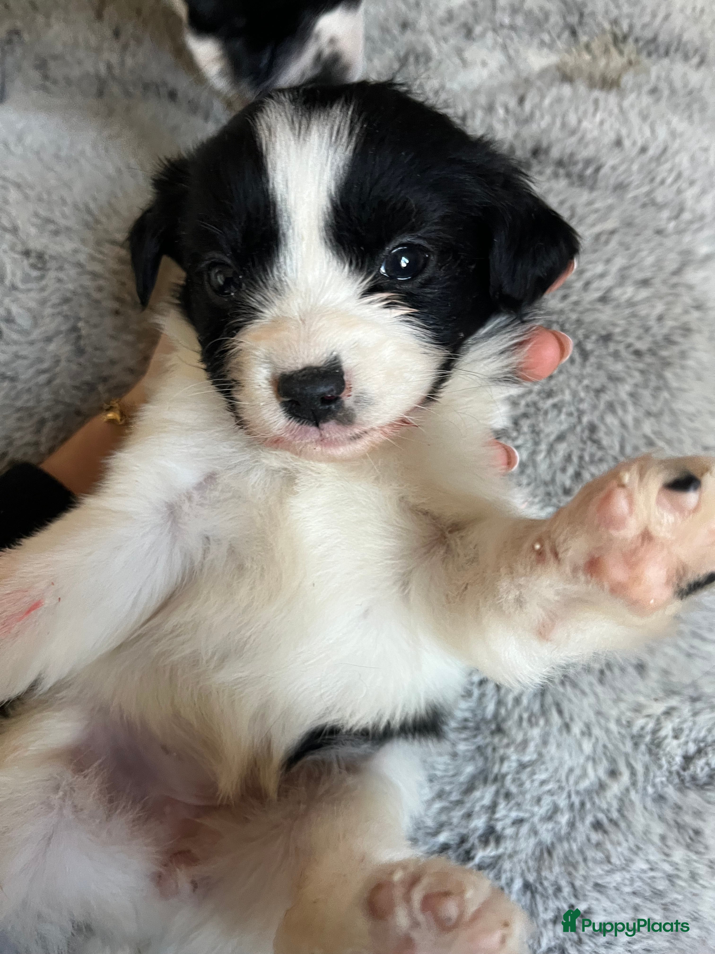 Kruising honden Prachtige kruising Markiesje/Kooikerhondje pups! - Advertentie 2