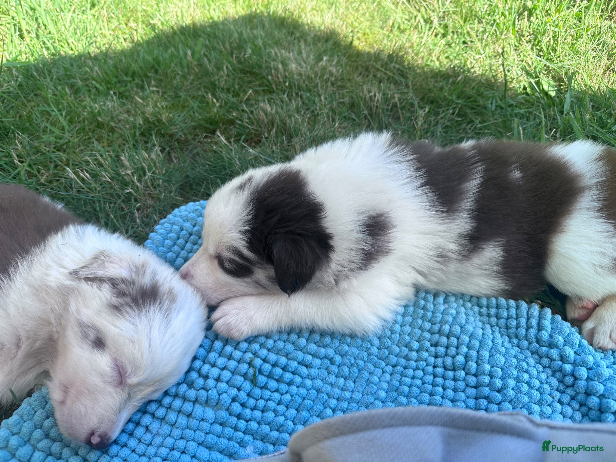 Border Collie honden te koop: Mooie speciale lieve Merle puppies - Advertentie 14