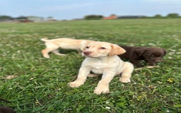 Labrador Retriever honden te koop: Lieve labrador pups - Afbeelding 2