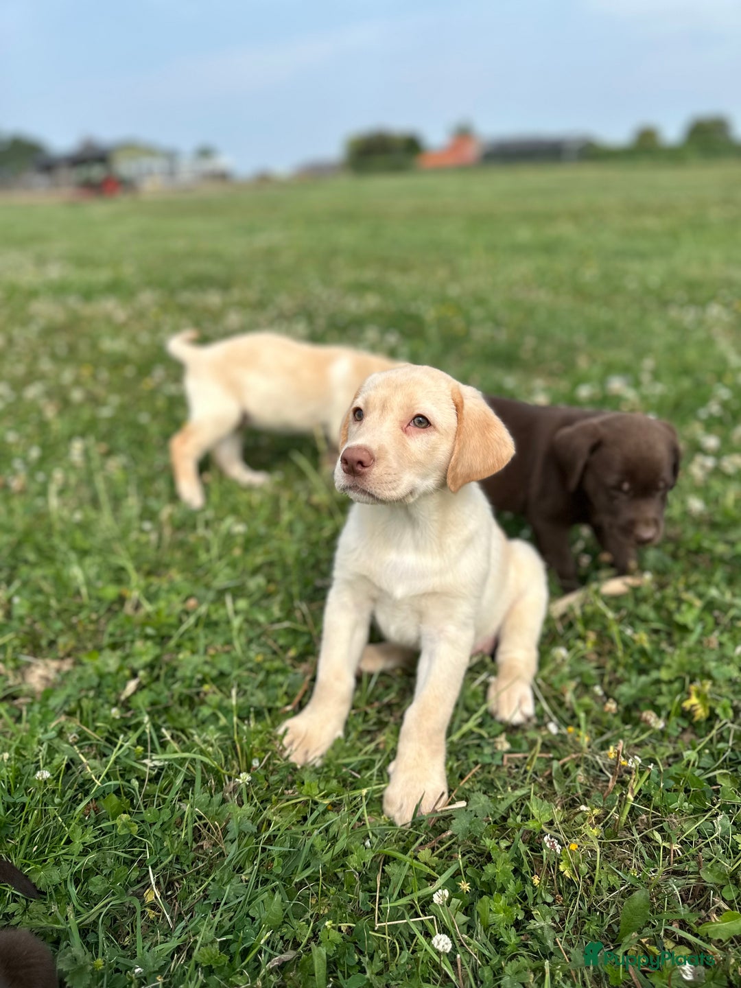 Labrador Retriever honden te koop: Lieve labrador pups - Afbeelding 2