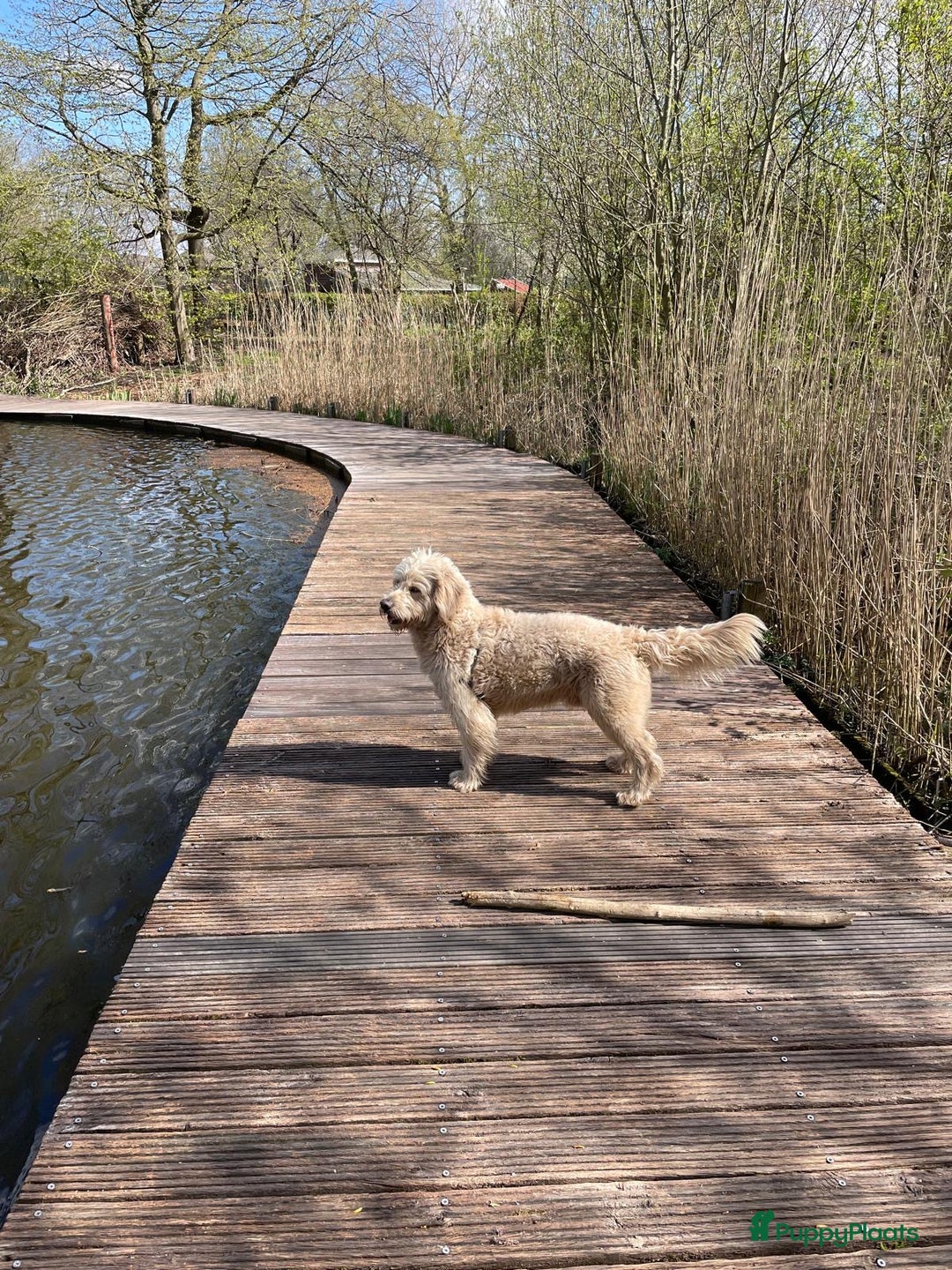 Labradoodle honden te koop: Labradoodle pups met Australian bloed - Advertentie 14