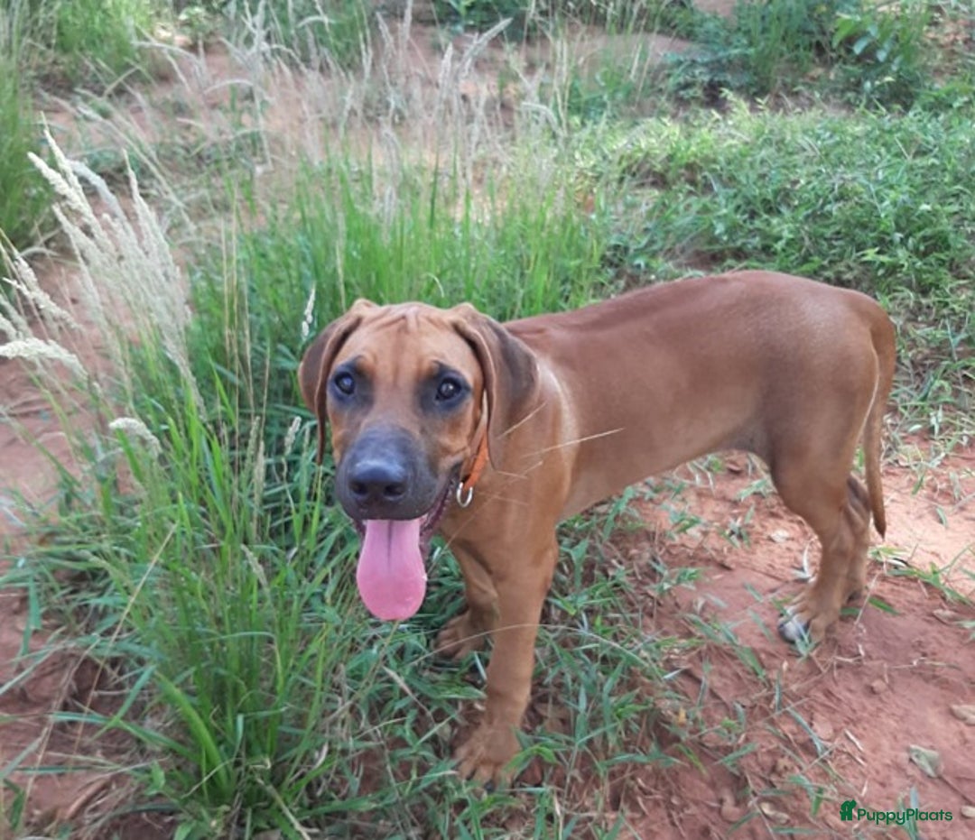 Rhodesian Ridgeback honden te koop: Eenmalig RR nestje-half juni van Keniaanse Teef in Elst - Afbeelding 2