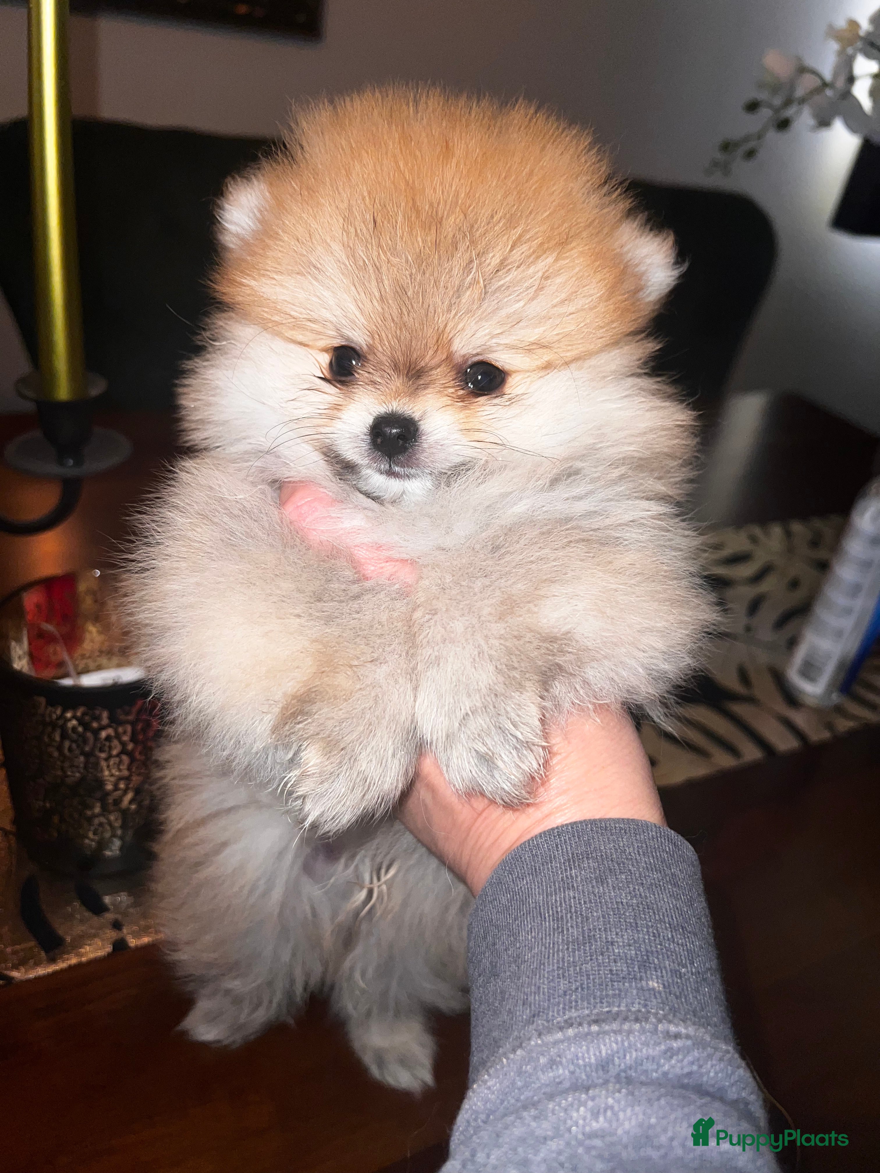 Pomeriaan honden Beautiful Healthy Bearface  Pomeranian Puppy - Advertentie 6