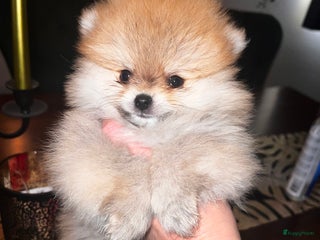 Pomeriaan honden Beautiful Healthy Bearface Pomeranian Puppy - Advertentie 2