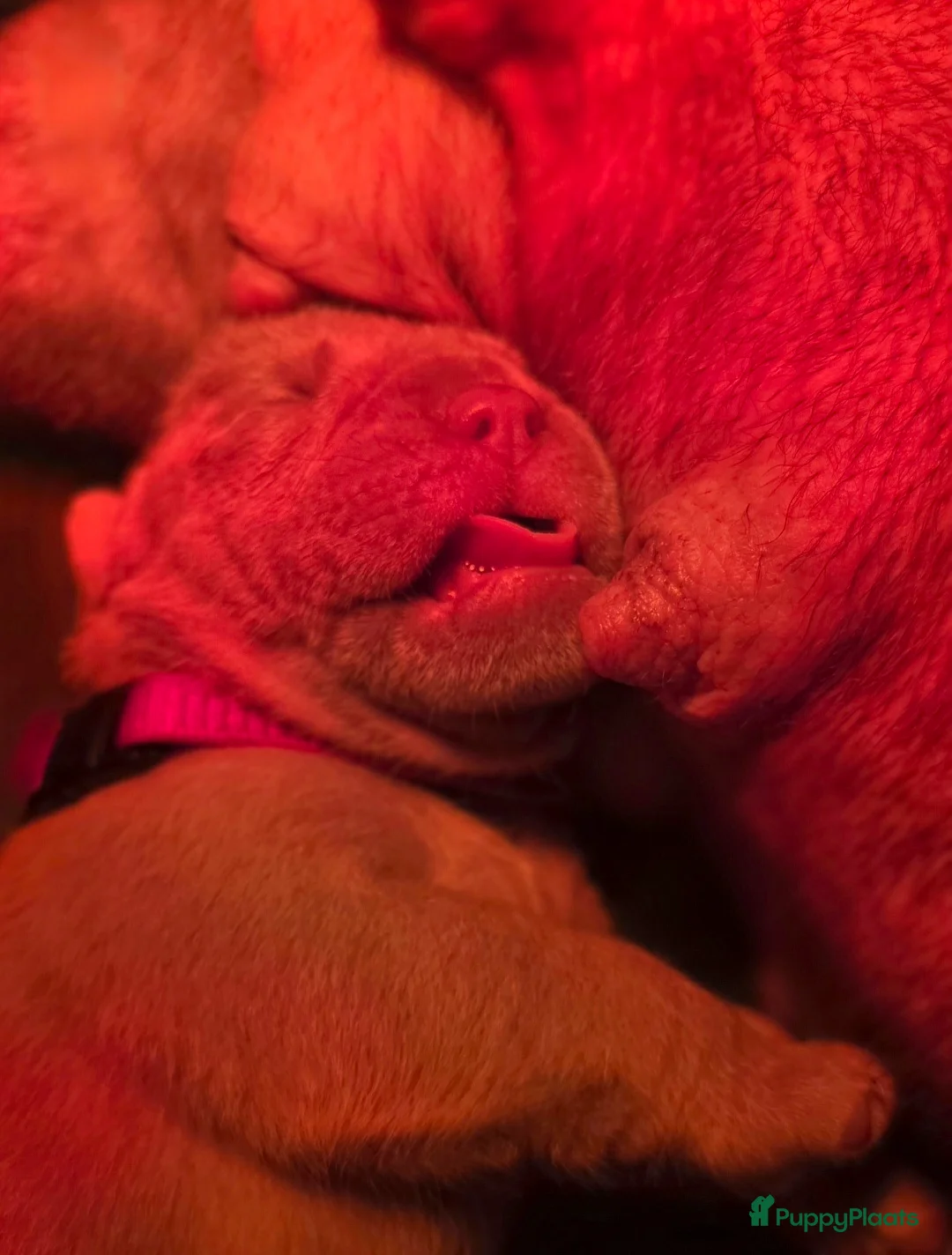 Old English Bulldog honden te koop: Old english bulldog teefje "Olivia" - Advertentie 5