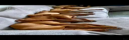 Vizsla korthaar honden te koop: Vizsla puppy’s - Advertentie 12