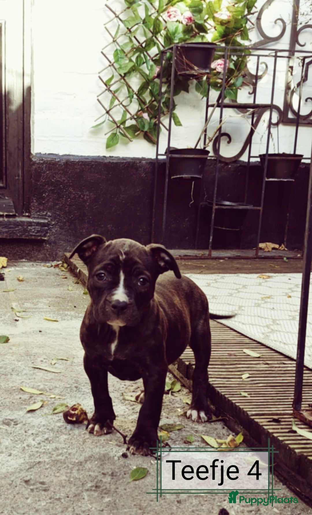 American Staffordshire Terriër honden te koop: Amerikaanse stafford pups  - Advertentie 6