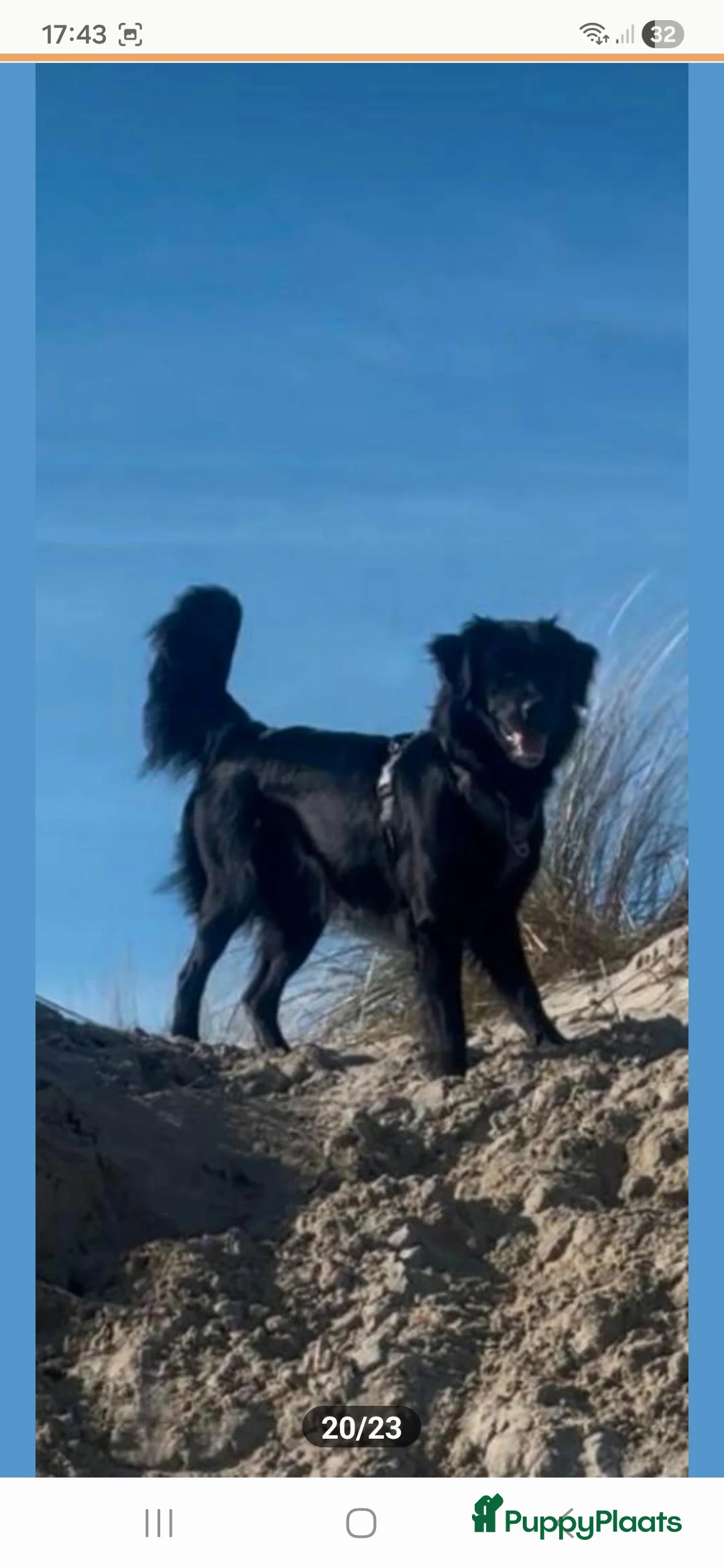 Kruising honden te koop: Xing golden retiever, aussie in huis opgegroeid - Advertentie 12