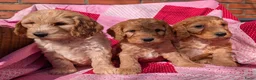 Cockapoo honden te koop: Cokcapoo pups.engelsecockerspaniel x dwerg poedel - Advertentie 4