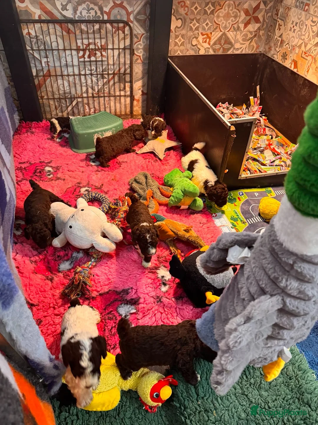 Spaanse Waterhond honden te koop: Spaanse Waterhond pups - Advertentie 2
