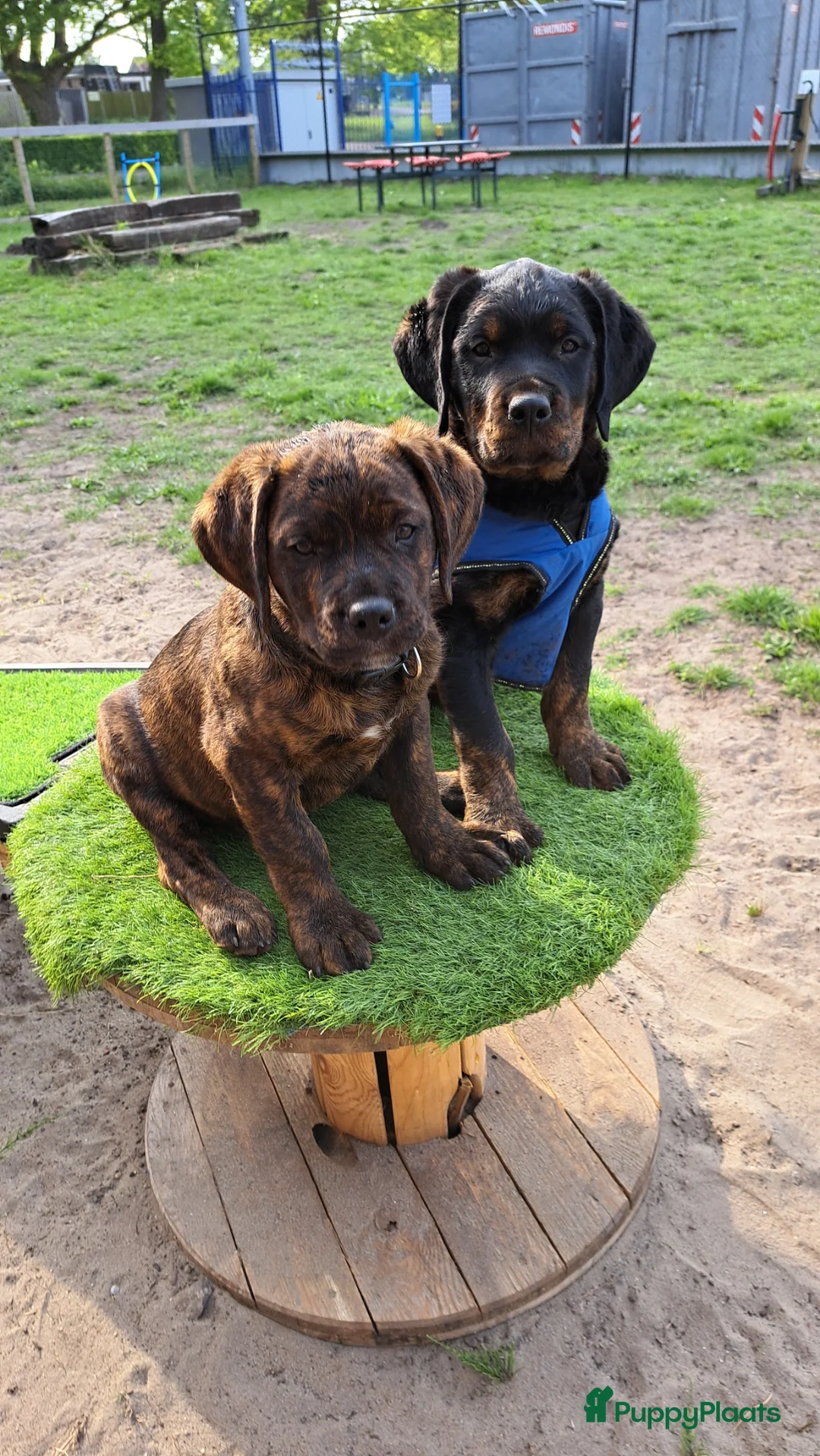 Kruising honden te koop: Rottweiler x RottweilerxBullyXL - Advertentie 1