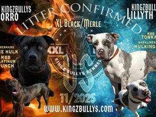 Amerikaanse Bully honden American Bully XL - Black Merle - Advertentie 11