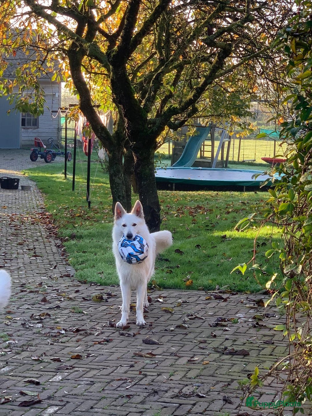 Zwitserse Witte Herdershond honden te koop: raszuivere lieve zwitserse witte herder pups in Nieuwland - Afbeelding 11