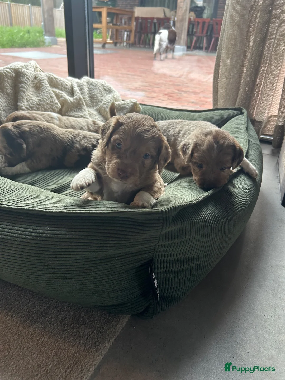 Kruising honden te koop: Heidewachtel /australian shepherd puppy’s  in Deurne - Advertentie 9