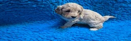 Cockapoo honden te koop: Kleine maat cockapoo pups - Advertentie 31