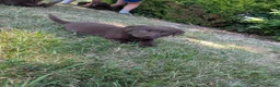 Labrador Retriever honden te koop: Prachtige super sociale labrador pups  - Advertentie 15