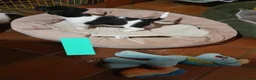 Jack Russel Terriër honden te koop: Gezonde raszuiver gefokt Jack Russel pups laagbeen - Advertentie 3