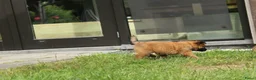 Tervuerense Herder honden te koop: Baskische herder teefje zoekt gastgezin - Advertentie 13