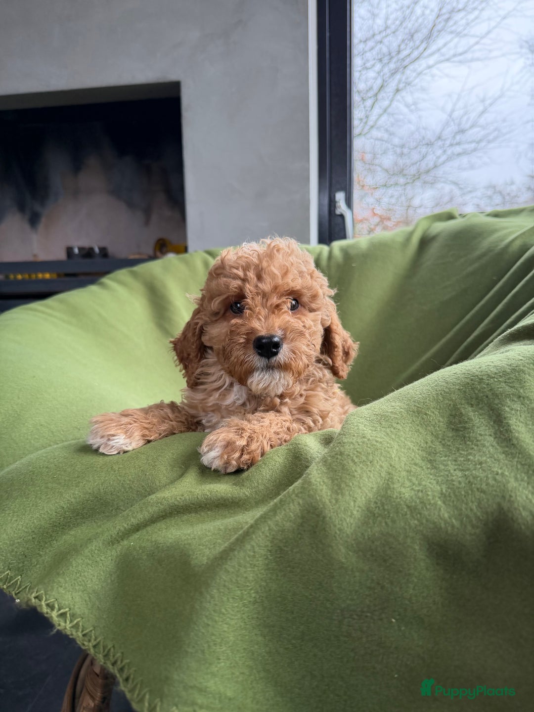 Labradoodle honden te koop: Mini Doodle (Dwergpoedel x Labradoodle) pups - Advertentie 17