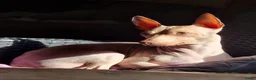 Amerikaanse Naakthond honden te koop: American Hairless Terrier Teef AKC  - Advertentie 2