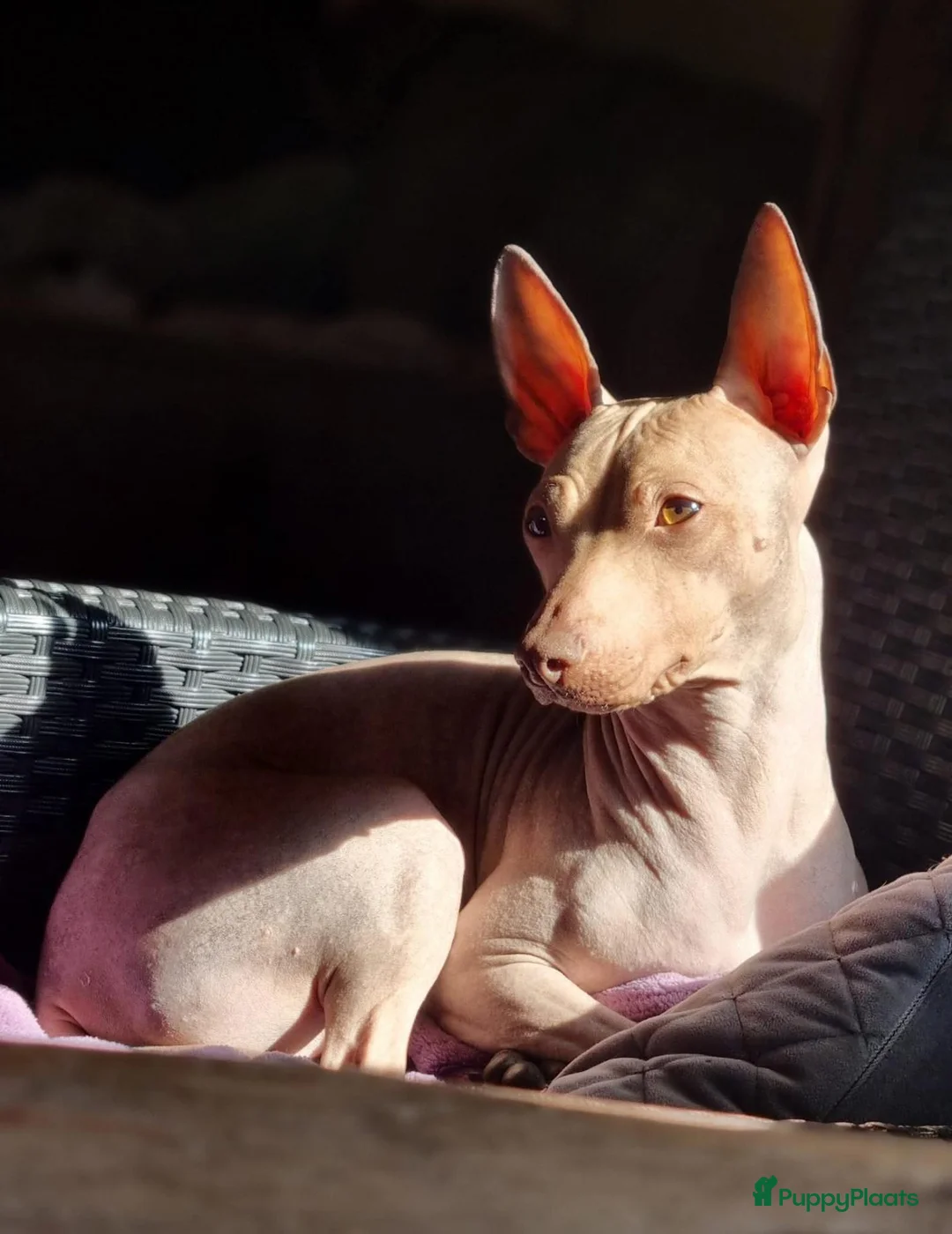 Amerikaanse Naakthond honden te koop: American Hairless Terrier Teef AKC  - Advertentie 2