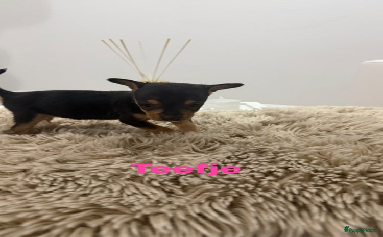 Chihuahua honden - Advertentie 3