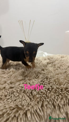 Chihuahua honden - Advertentie 3