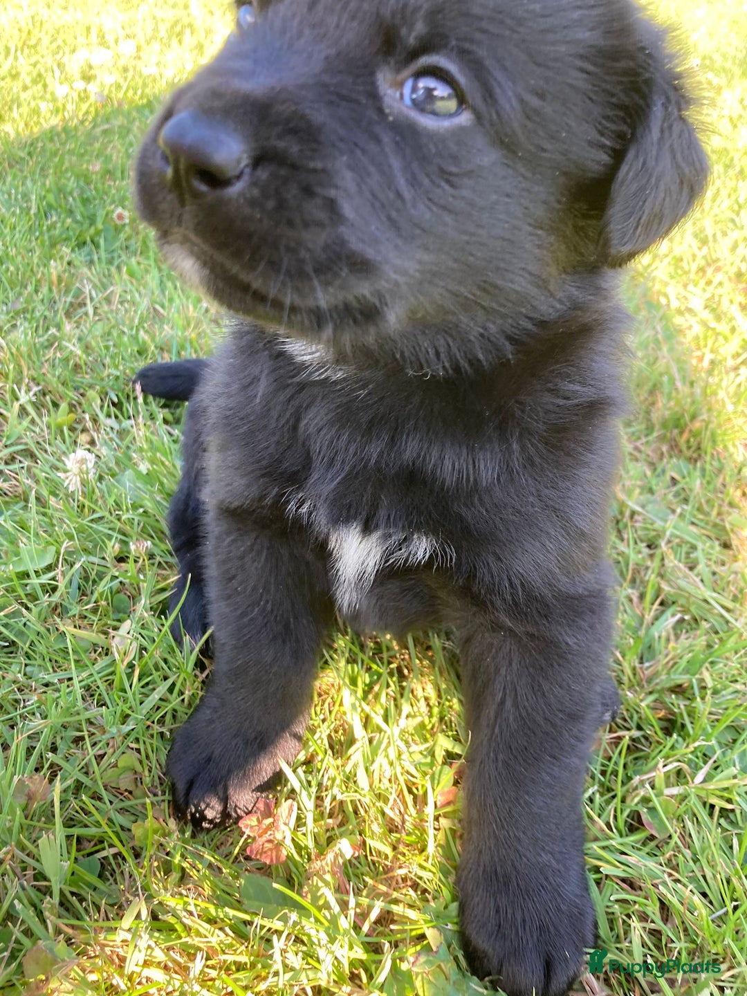 Kruising honden te koop: Onze lieve Boulab puppy’s zijn te koop in Buren - Afbeelding 3