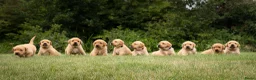 Labrador Retriever honden te koop: Labrador Retriever pups - blond en red fox - Advertentie 21