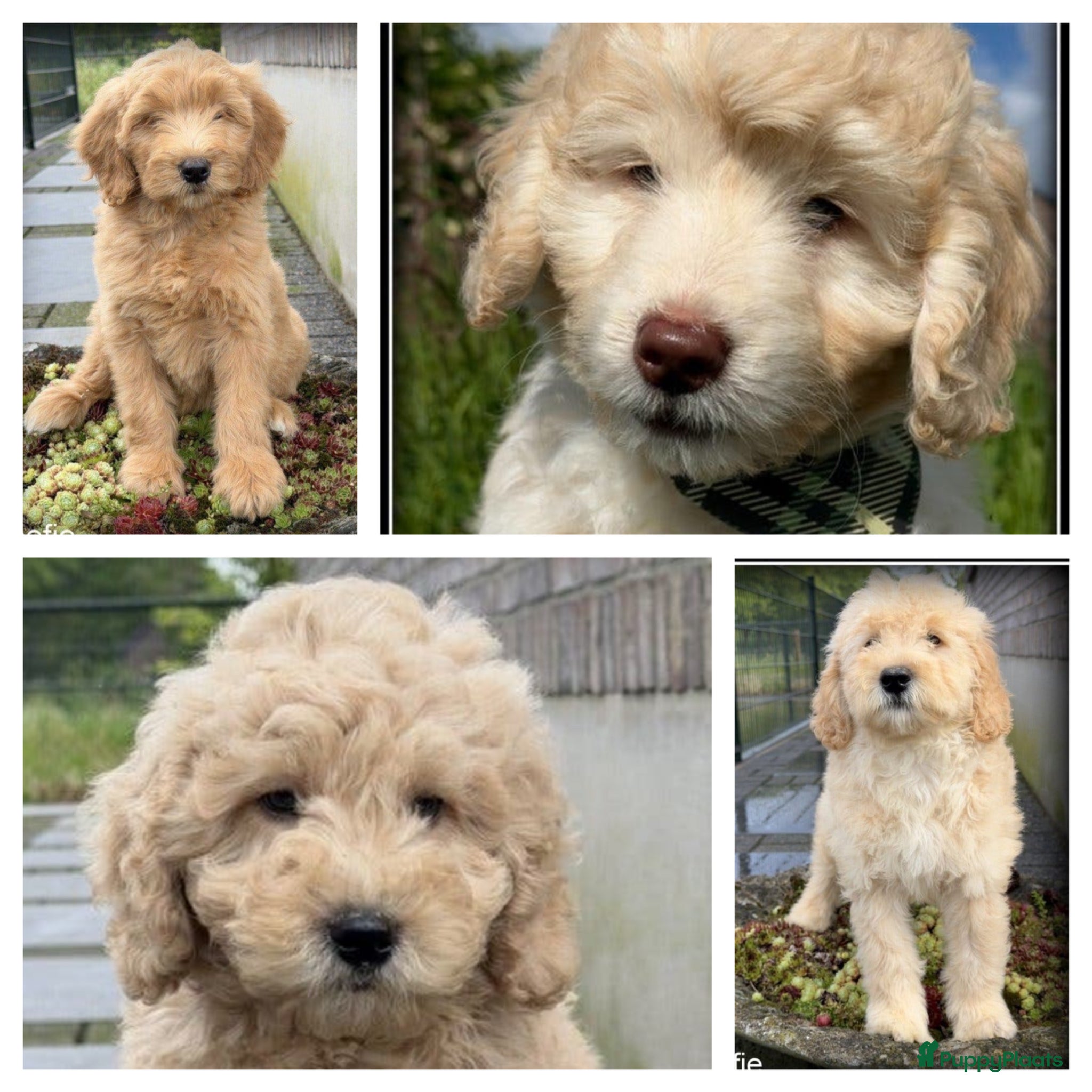 Labradoodle honden Labradoodle pups. Mogen het nest verlaten. - Advertentie 1