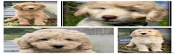 Labradoodle honden te koop: Labradoodle pups. Mogen het nest verlaten. - Advertentie 1