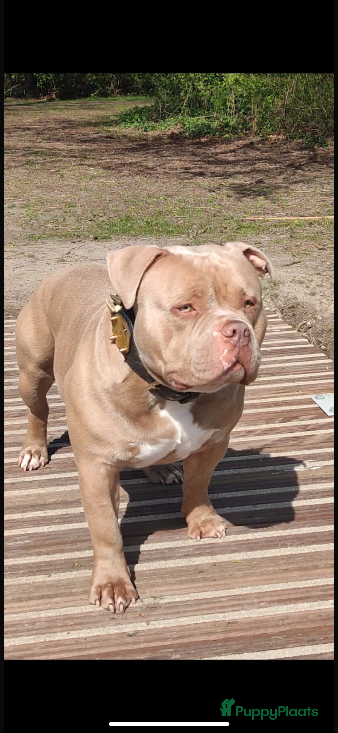 Amerikaanse Bully honden te koop: Aankondiging American Pocket Bully 🐾 - Advertentie 6