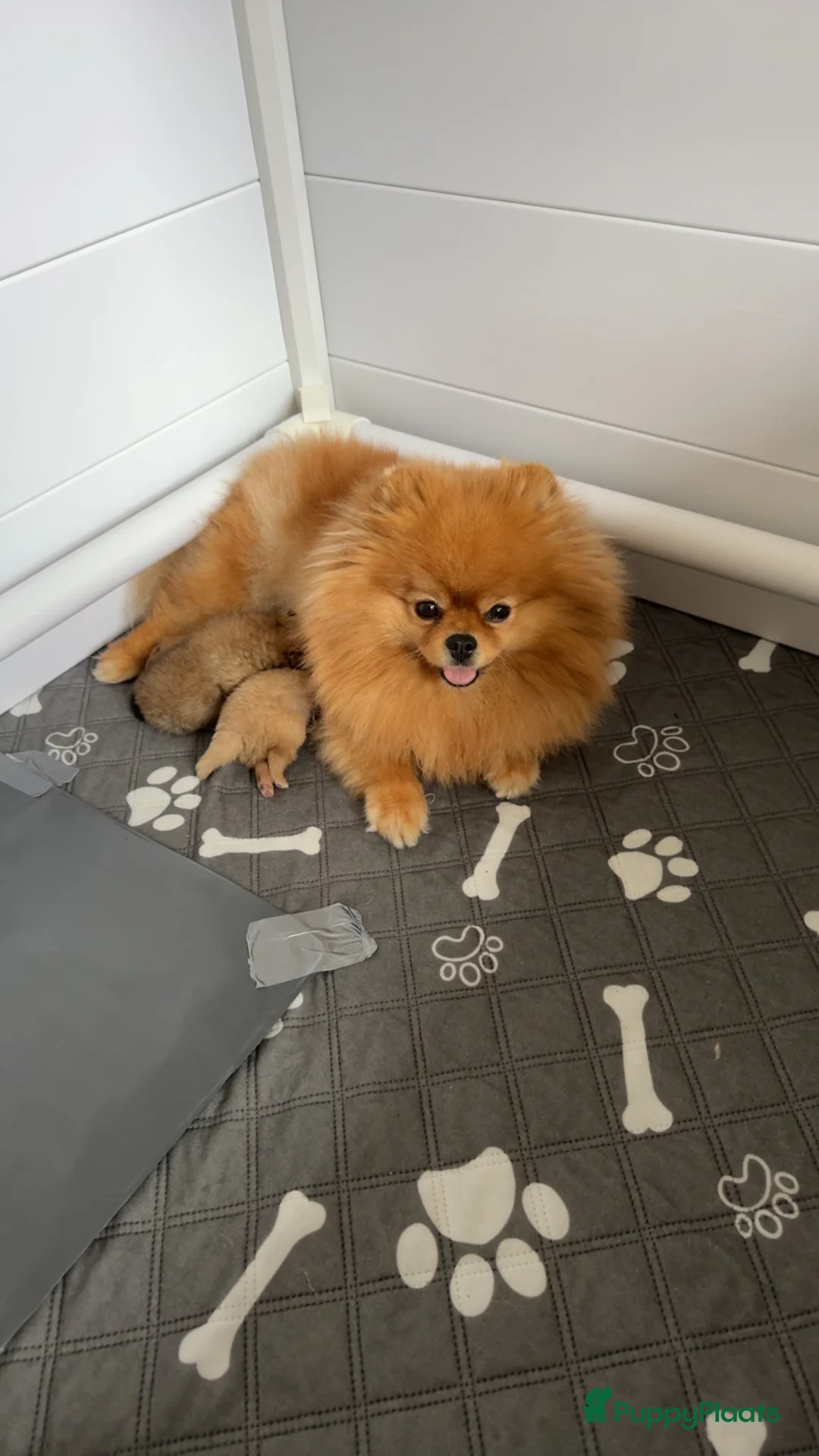 Pomeriaan honden te koop: Exclusieve Bearface Pomeranian Puppy - Teefje - Advertentie 2