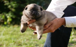 Keeshond honden te koop: Kruising Keeshond X Japanse Spits - Afbeelding 5