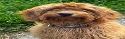 Kruising honden te koop: Prachtige Goldendoodle pups - Advertentie 16