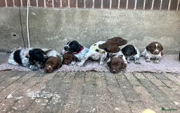 Duitse Staande Hond Korthaar honden te koop: Duitste staande korthaar teefje stamboom  in Vaassen - Afbeelding 7