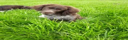 Friese Stabij honden te koop: Bruinschimmel Friese stabij pups: teefje en reutje - Advertentie 11
