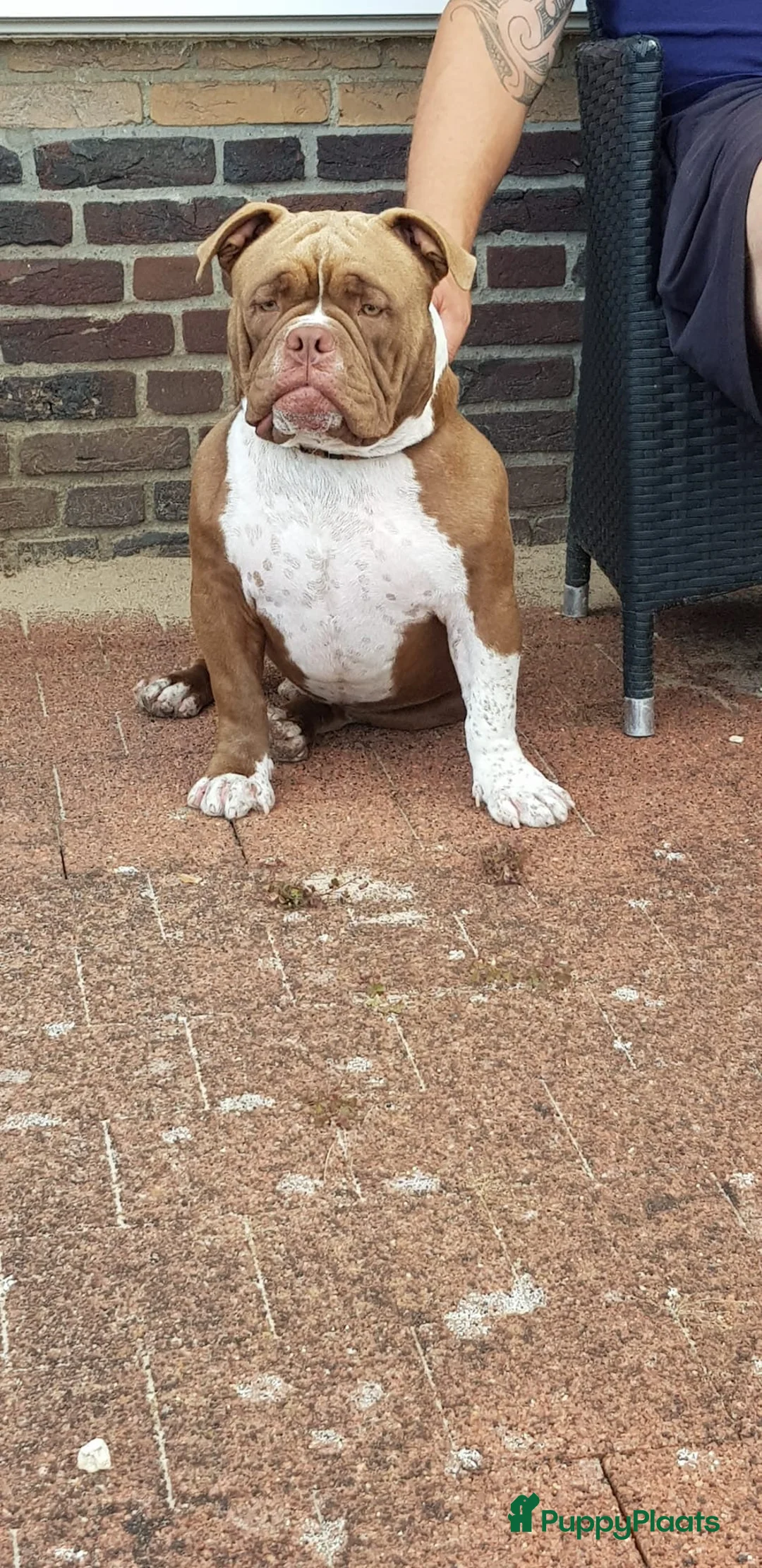 Amerikaanse Bully honden te koop: American bully pups - Advertentie 2