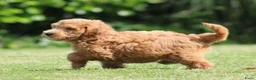 Goldendoodle honden te koop: Mooie Goldendoodle pups - Advertentie 6
