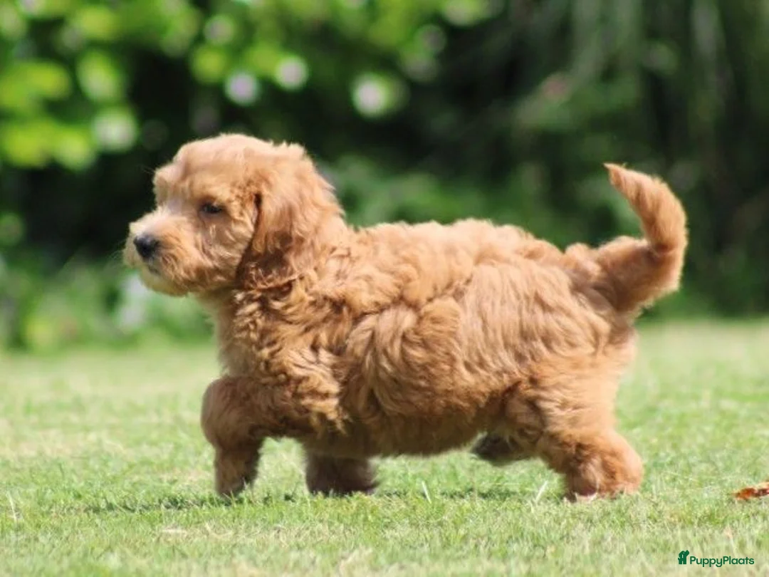 Goldendoodle honden te koop: Mooie Goldendoodle pups - Advertentie 2