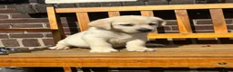 Labrador Retriever honden te koop: Gele Labrador pups - Advertentie 3