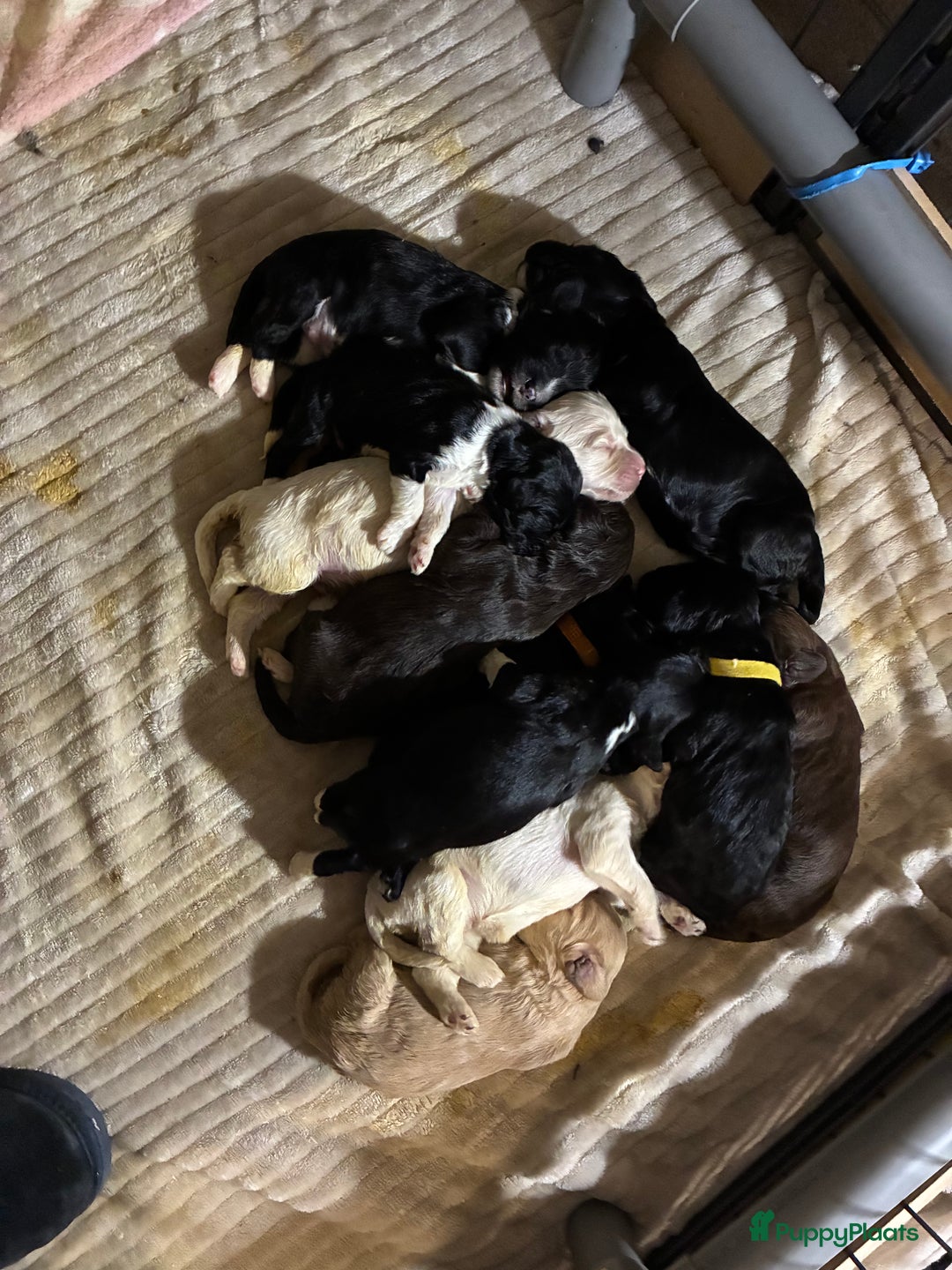 Barbet honden te koop: Barbet puppy’s geboren - Advertentie 29