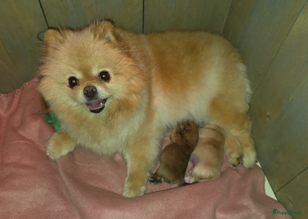 Pomeriaan honden te koop: 🐾 Pomeriaan pup 🐾 - Advertentie 4