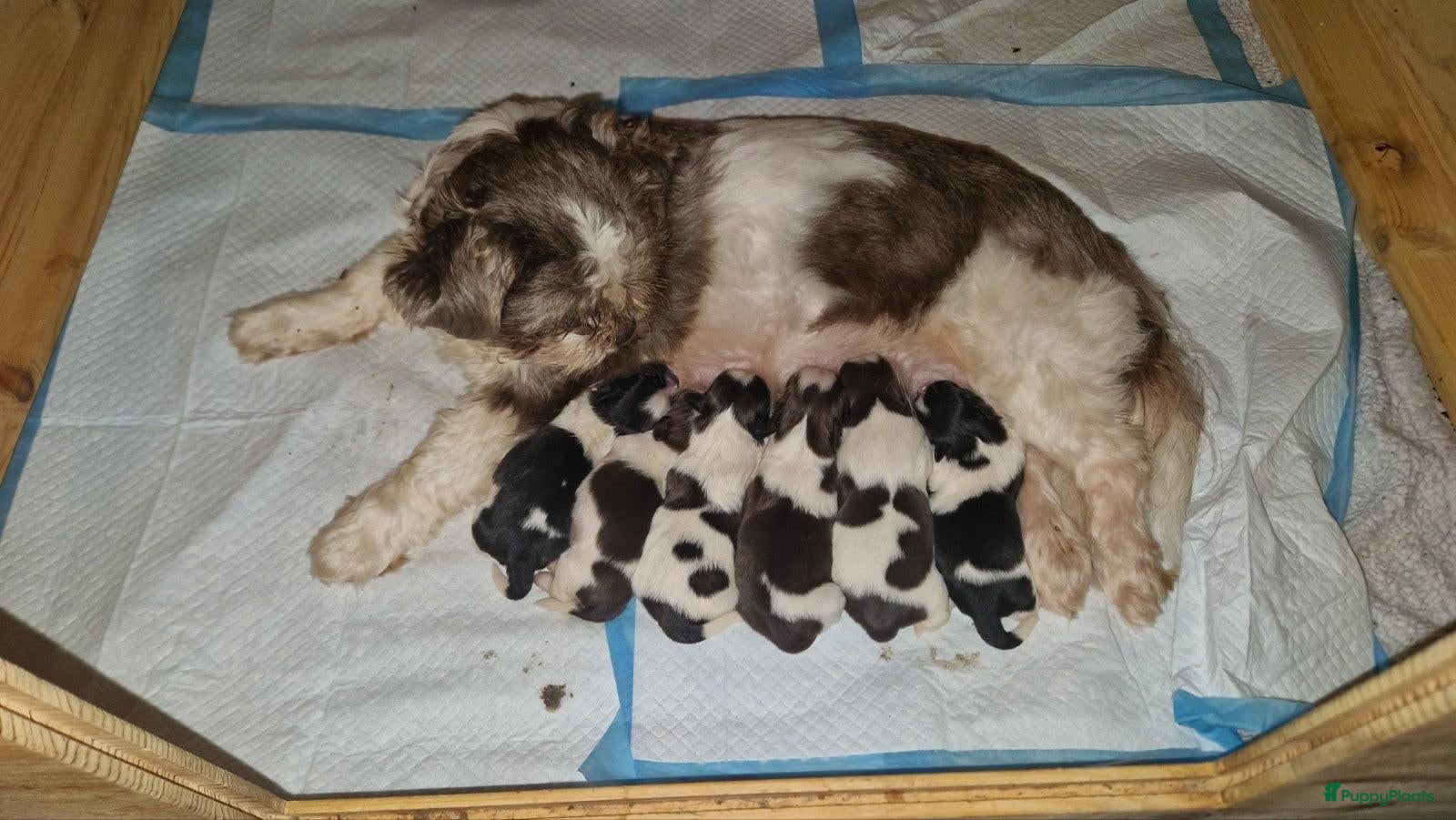 Shih Tzu honden te koop: Raszushih tzu pups nog 1 reutje 2 oktober geboren  - Advertentie 1