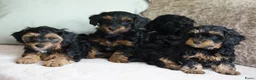 Kruising honden te koop: Maltipoo black & tan  een zwart met witte bles - Advertentie 14