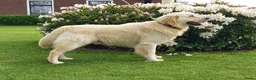 Golden Retriever honden te koop: Te koop  raszuivere golden retrievers pups  - Advertentie 9