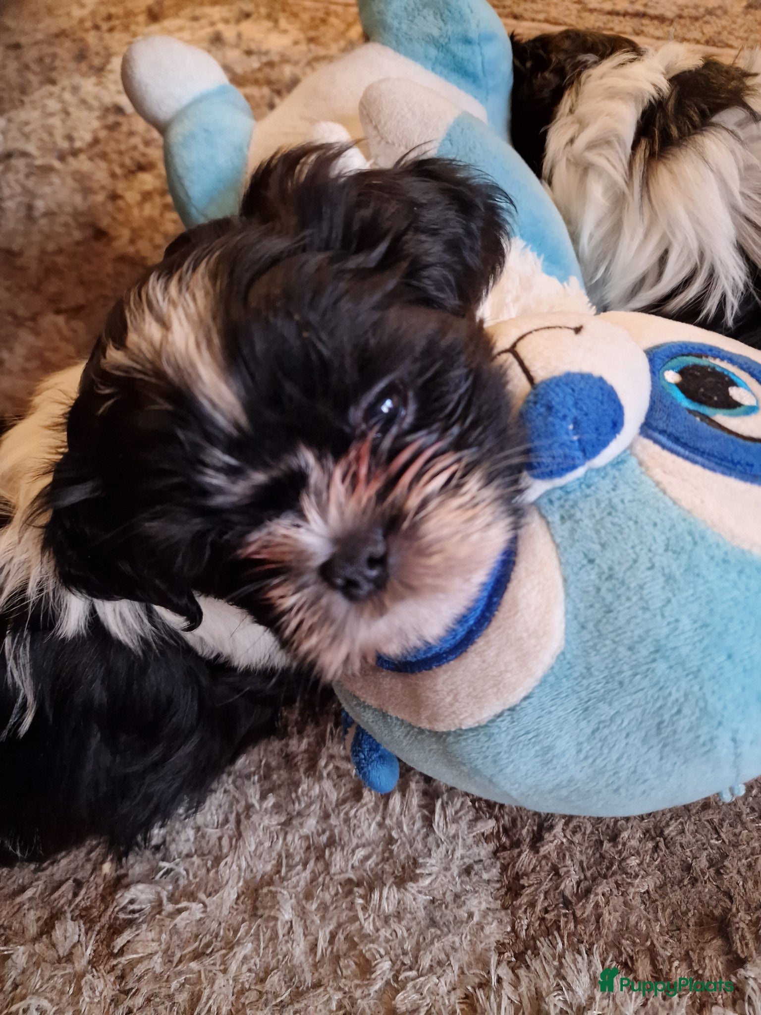 Shih Tzu honden 2  reukes pups te koop  - Advertentie 1