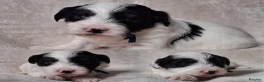 Boomer Puppy 4