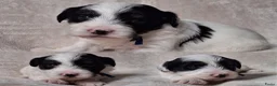 Boomer honden te koop: Boomer puppy’s in Bodegraven - Advertentie 6